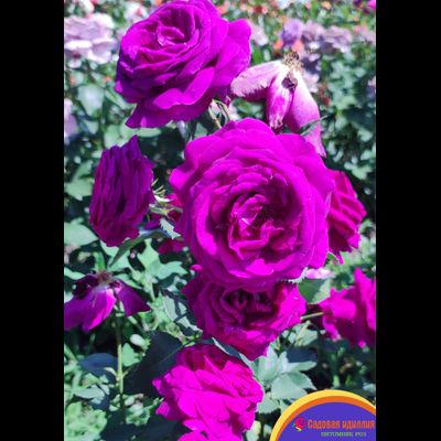 Парфюм де Рев (Parfum de Reve)