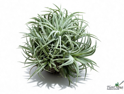 Тилландсия Ionantha bravo clump