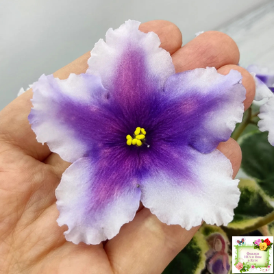 РС-Успех (С.Репкина) 2019 г.