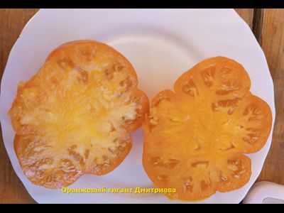 Томат Оранжевый гигант Дмитриева