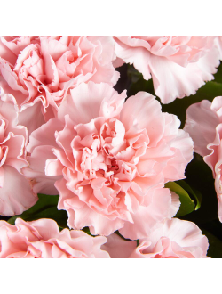 Букет из 15 диантусов