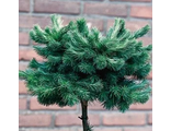 Лиственница японская (тонкочешуйчатая) Блю Дварф (Larix kaempferi 'Blue Dwarf')