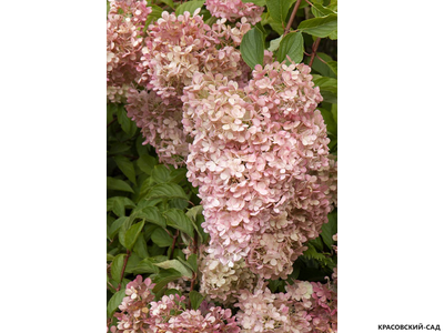 Гортензия метельчатая Фантом