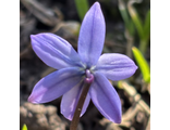 Scilla sibirica фиолетовая форма