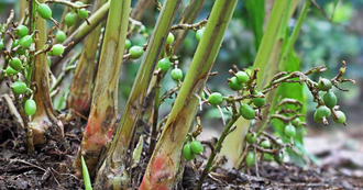 Кардамон (Elettaria cardamomum) 10 мл - 100% натуральное эфирное масло