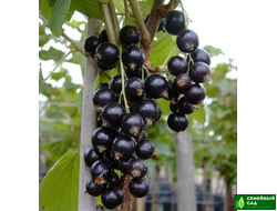 Смородина черная "Бен Тибен"