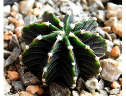 Gymnocalycium friedrichii v.moserianum VoS-014а (D=20mm) 9 ribs