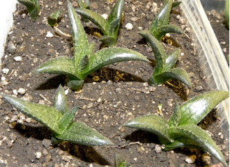 Haworthia venosa ssp.tessellata - укорененная детка