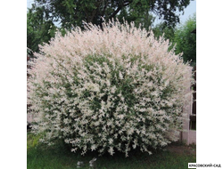 Ива Хакура-Нишики - Hakuro Nishiki