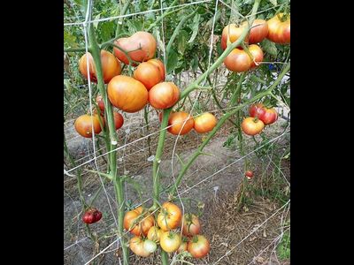 Томат Холли 12 (Holly’s 12)