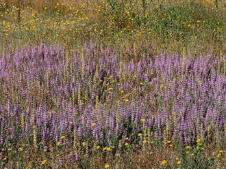 Мята болотная (Mentha pulegium) 5 мл - 100% натуральное эфирное масло