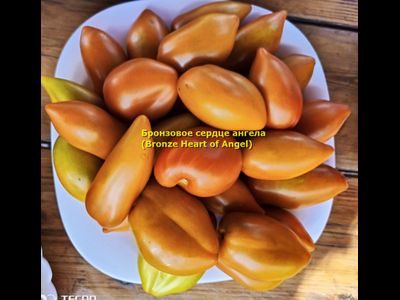 Томат Бронзовое сердце ангела (Bronze heart of Angel)