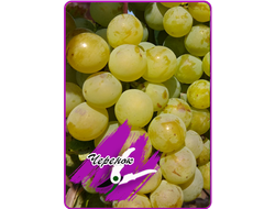 Цитронный Магарача