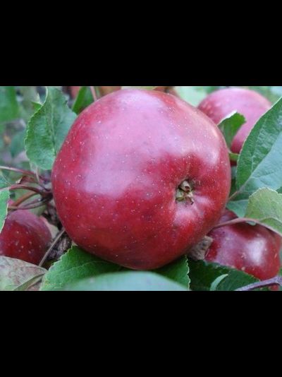 Антей (яблоня)