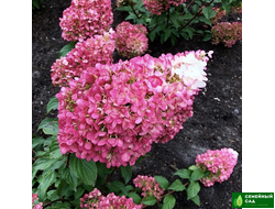 Гортензия метельчатая "Strawberry blossom" (Строберри Блоссом)