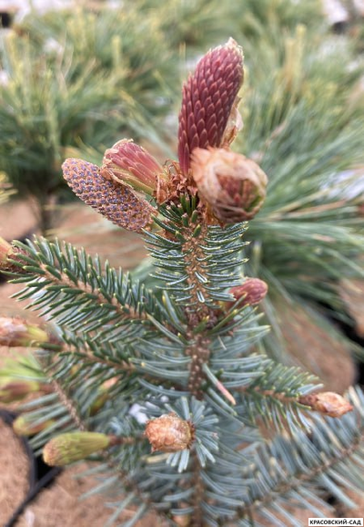 Ель сербская Ротер Аустреб - фото в саду - красовский-сад.рф