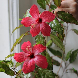 Гибискус вариегатный / Hibiscus rosa-sinensis var. cooperi ‘Carnival’