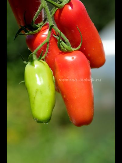 Томат Фляшен Pozano (Фляшен Позано), 10 шт