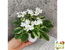 Alan’s Fallen Angel (A.Murphy) трейлер