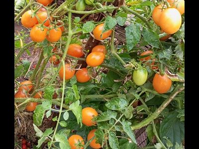 Томат Супер балконный оранжевый