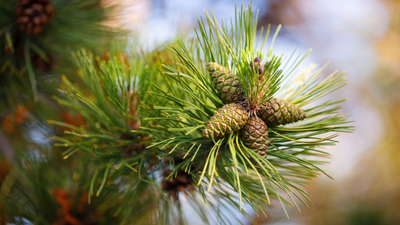 "Шишки" силиконовый молд