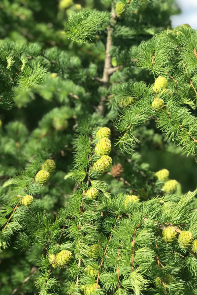 Лиственница европейская