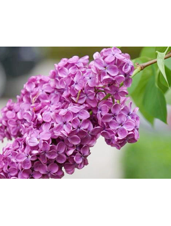 сирень обыкновенная