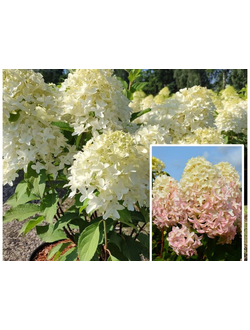 Гортензия "Скайфолл"