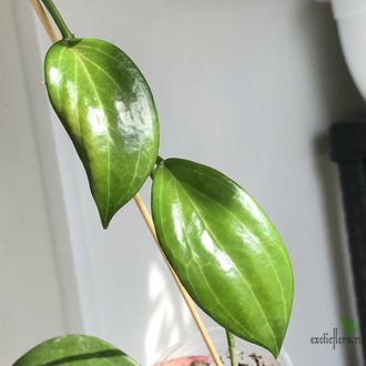 Hoya quinquenervia