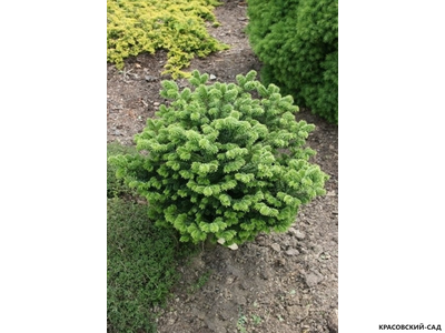 Пихта бальзамическая Киви - фото в саду - красовский-сад.рф