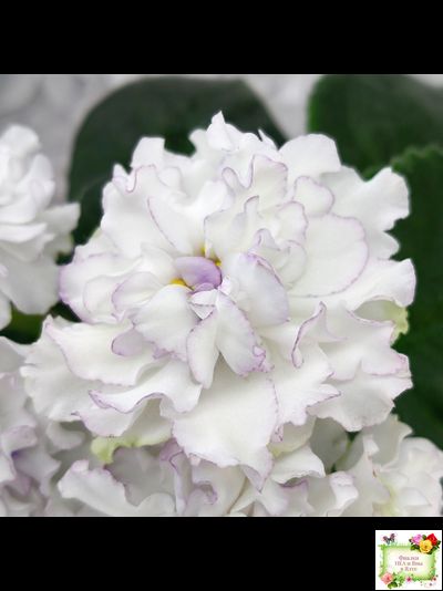 РМ-Прекрасный Жемчуг (Н. Скорнякова) 2022 г.