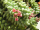 Sedum Burrito