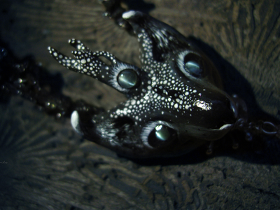 Волшебное колье-оберег "Всеокий Оракул Снов" (натуральные александриты, флюориты)