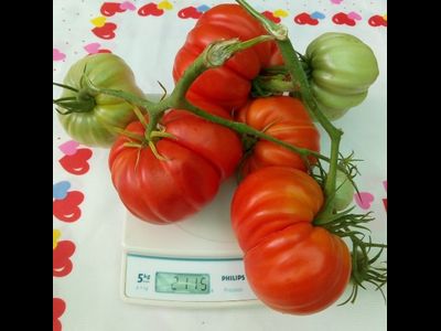 Томат Большие от Реми (Grosses de Remy, Франция)