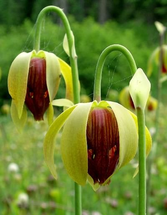 Дарлингтония Калифорнийская - Darlingtonia Сalifornica