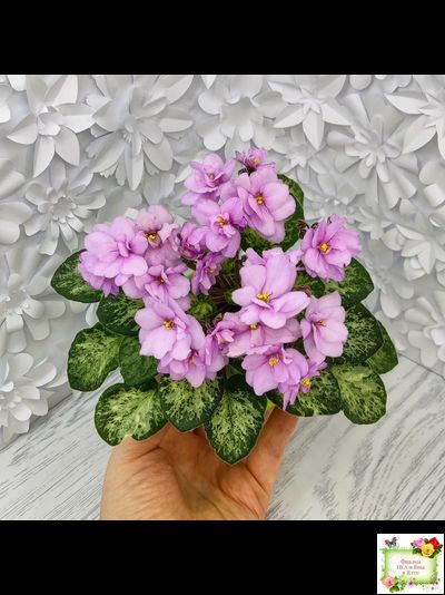 Trinket Terrific (E. Champion) (мозаичник)