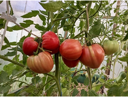 Томат Ребристый Эуганских Холмов (Costoluto Colli Euganei), Италия