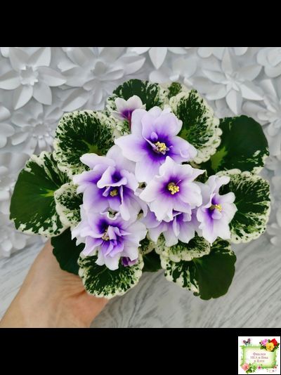 Р-Дурман (В. Зуб) 2020 г. (лист с детками укоренённый)