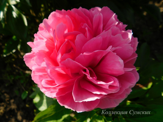 Пион Rose heart (Роуз Херт)