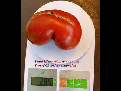 Томат Гном Шоколадный чемпион (Dwarf Chocolate champion)
