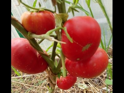 Томат Любимые