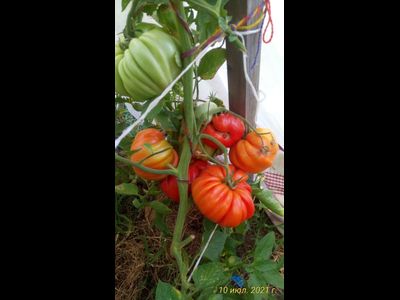 Томат Гигант Фарина (Gigante Farina, Италия)