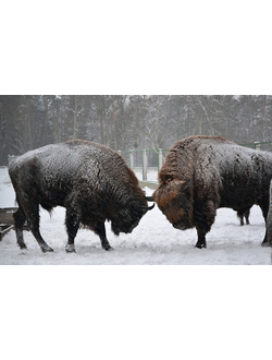4-7.01.2026 г. - Рождественская Беларусь