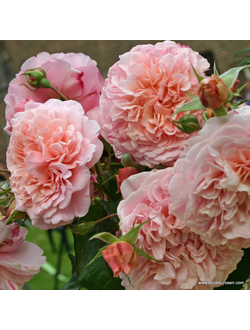 Роз Де Толбиак (Rose De Tolbiac)