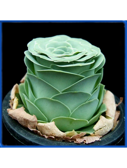 Greenovia dodrentalis