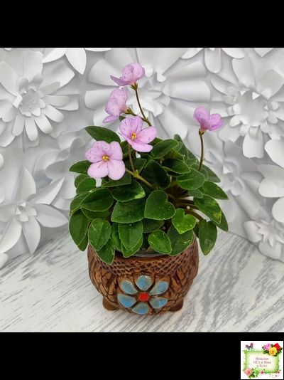 Frosted Fantasy (C.Sotkiewicz) трейлер