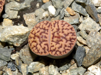 Lithops bromfieldii v.mennellii (pale selection)  - 10 семян