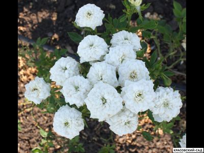 Роза миниатюрная Вайт - Rosa miniature White