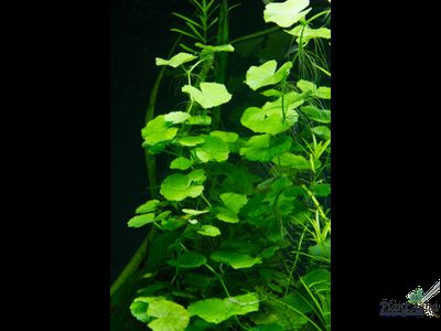 Гидрокотила белоголовая (ветка)