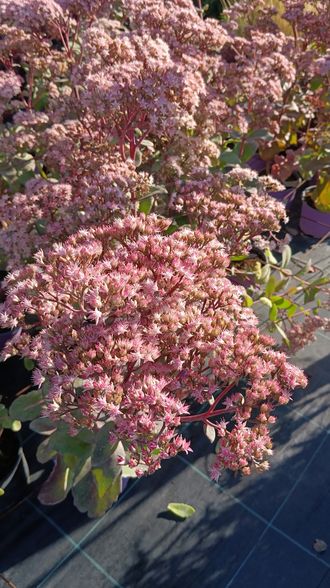 Очиток / Седум гибридный Строберри энд Крим, ЗКС